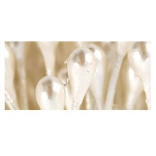 Blütenstempel weiß, 144 Stück