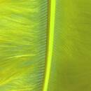 Marabufeder, 80 - 100 mm, 2 g ~ 22 Stk., gelb