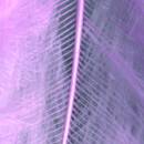 Marabufeder, 80 - 100 mm, 2 g ~ 22 Stk., rosa